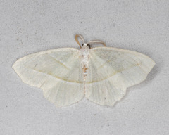 Campaea perlata