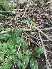 Goodyera oblongifolia