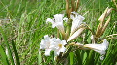 Crinum