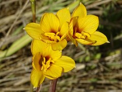 Zephyranthes tubispatha