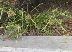 Cyperus eragrostis