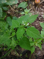 Solanum nigrum