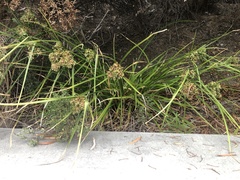 Cyperus eragrostis