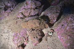 Scyllarides herklotsii