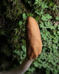 Trichoderma alutaceum