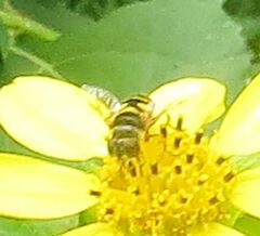 Eristalis transversa