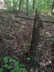 Trichoderma alutaceum