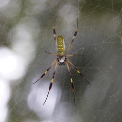 Trichonephila clavipes