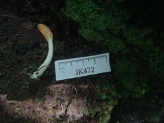 Trichoderma alutaceum