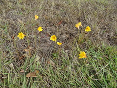 Zephyranthes tubispatha