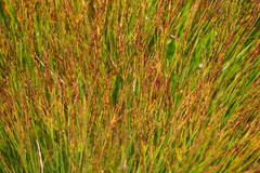 Oreojuncus trifidus