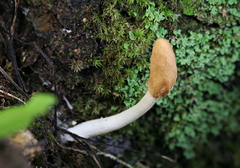 Trichoderma alutaceum