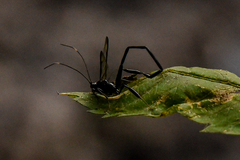 Pelecinus polyturator