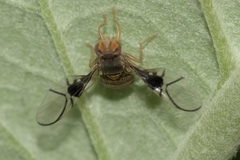 Anomoia purmunda