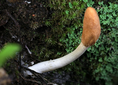 Trichoderma alutaceum