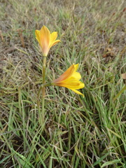 Zephyranthes tubispatha