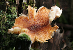 Tricholomopsis formosa