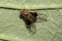 Anomoia purmunda