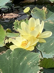 Nelumbo lutea