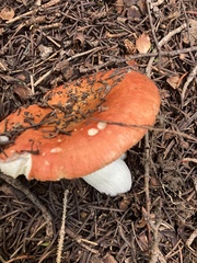 Russula emetica