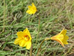 Zephyranthes tubispatha