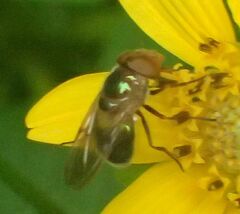 Copestylum vesicularium