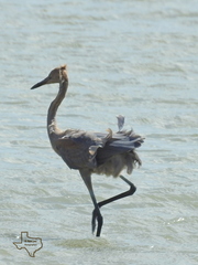 Egretta rufescens