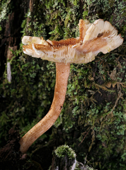 Tricholomopsis formosa