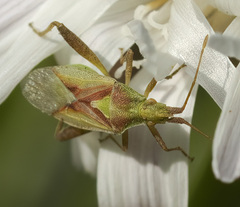 Harmostes reflexulus