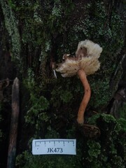 Tricholomopsis formosa