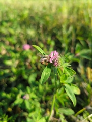 Apis mellifera