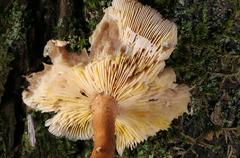 Tricholomopsis formosa