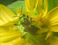Augochlora pura