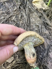 Suillus lakei