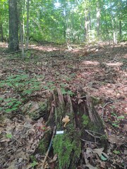 Tricholomopsis formosa