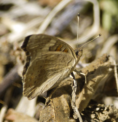 Junonia grisea