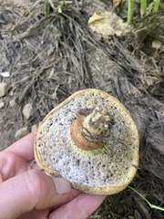 Suillus lakei