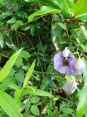 Dielis plumipes