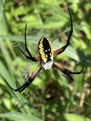 Argiope aurantia