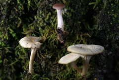 Clitocybe americana