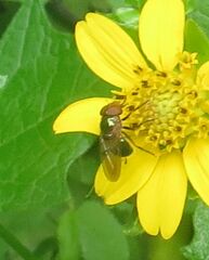 Copestylum vesicularium