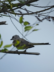 Tyrannus forficatus