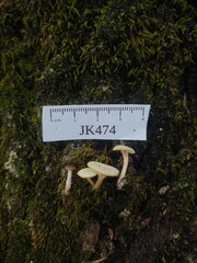 Clitocybe americana