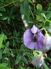 Dielis plumipes