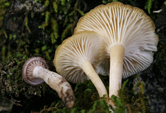 Clitocybe americana