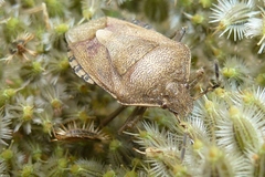 Dolycoris baccarum