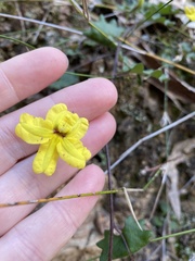 Goodenia rotundifolia
