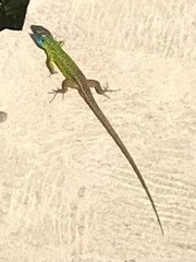 Lacerta schreiberi