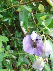 Dielis plumipes