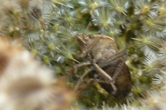 Dolycoris baccarum